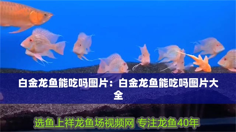白金龍魚能吃嗎圖片：白金龍魚能吃嗎圖片大全