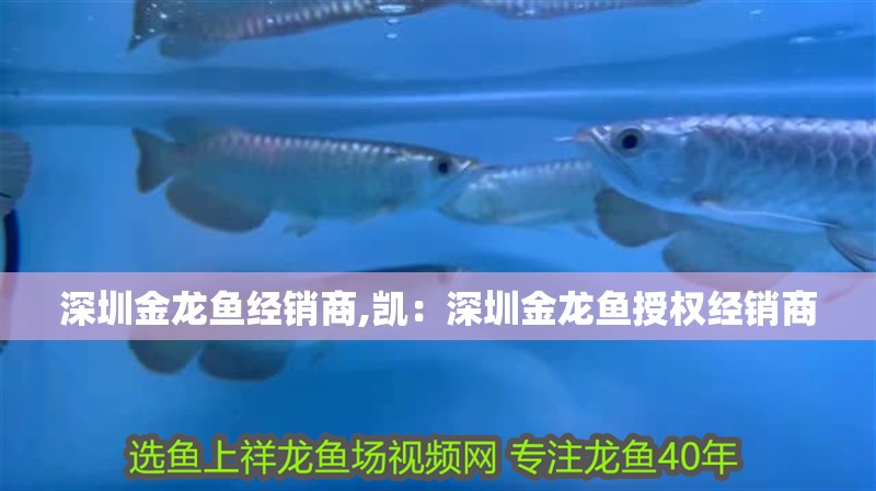 深圳金龍魚經(jīng)銷商,凱：深圳金龍魚授權(quán)經(jīng)銷商