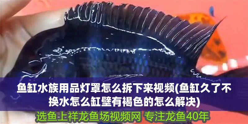 魚缸水族用品燈罩怎么拆下來視頻(魚缸久了不換水怎么缸壁有褐色的怎么解決)