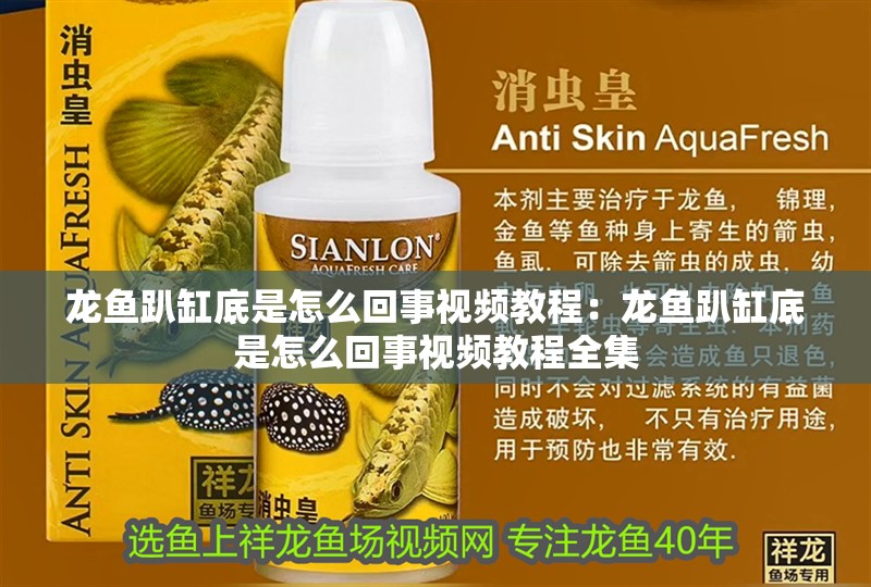 龍魚趴缸底是怎么回事視頻教程：龍魚趴缸底是怎么回事視頻教程全集