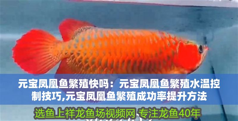 元寶鳳凰魚繁殖快嗎：元寶鳳凰魚繁殖水溫控制技巧,元寶鳳凰魚繁殖成功率提升方法