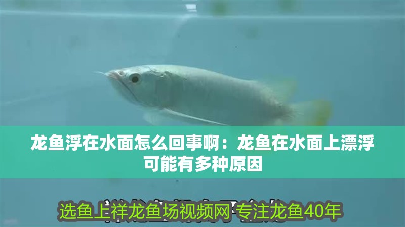 龍魚浮在水面怎么回事啊：龍魚在水面上漂浮可能有多種原因