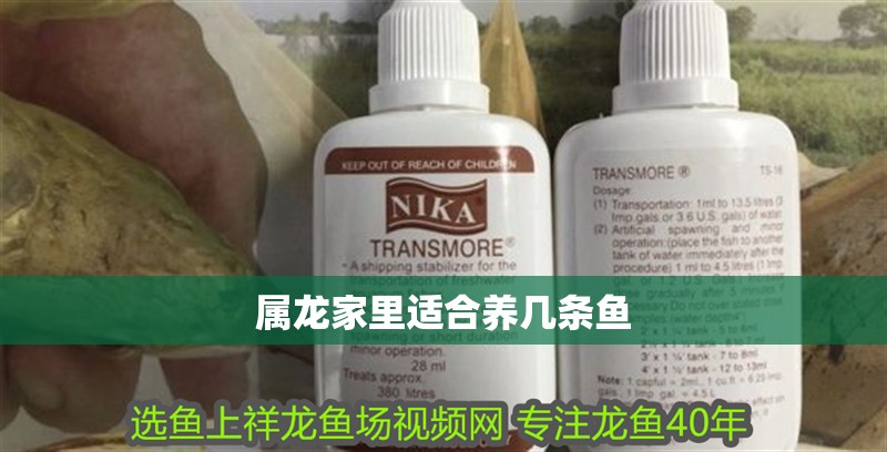 屬龍家里適合養幾條魚