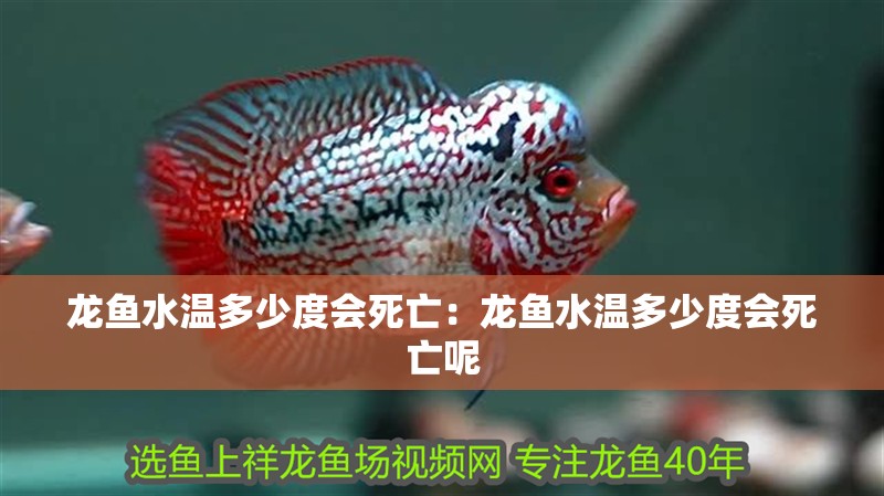 龍魚水溫多少度會死亡：龍魚水溫多少度會死亡呢