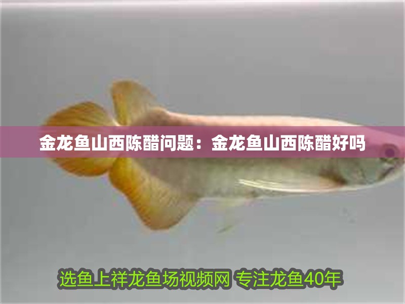 金龍魚山西陳醋問題：金龍魚山西陳醋好嗎