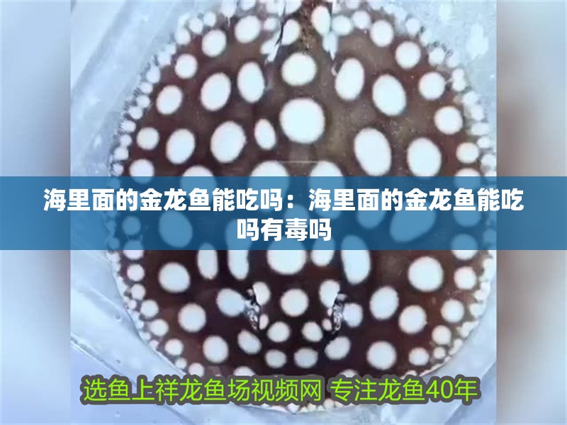 海里面的金龍魚能吃嗎：海里面的金龍魚能吃嗎有毒嗎
