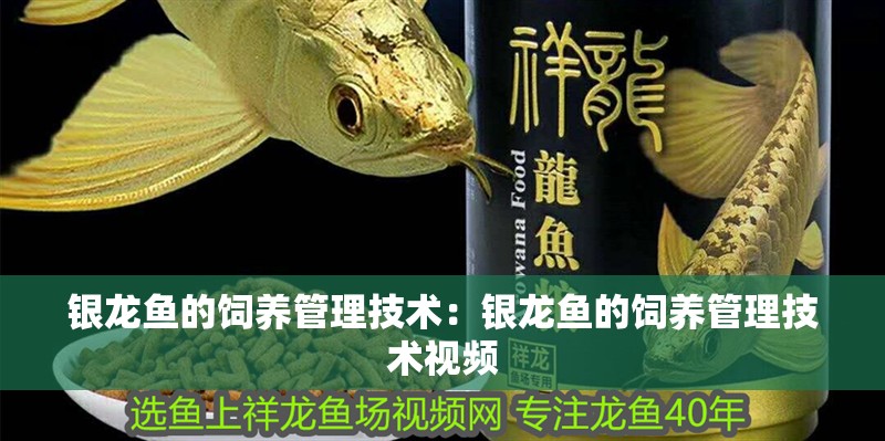 銀龍魚的飼養管理技術：銀龍魚的飼養管理技術視頻