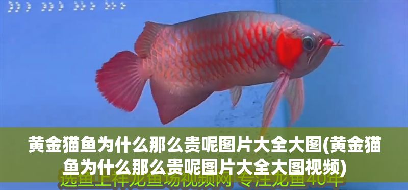 黃金貓魚為什么那么貴呢圖片大全大圖(黃金貓魚為什么那么貴呢圖片大全大圖視頻)
