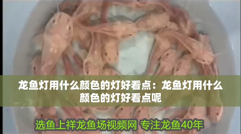 龍魚燈用什么顏色的燈好看點：龍魚燈用什么顏色的燈好看點呢