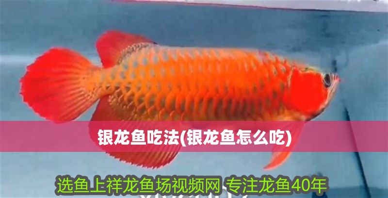 銀龍魚吃法(銀龍魚怎么吃) 銀龍魚吃法(銀龍魚怎么吃) 銀龍魚百科 第1張