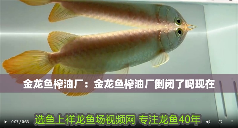 金龍魚榨油廠:金龍魚榨油廠倒閉了嗎現在 水族問答 金龍魚榨油廠:金龍魚榨油廠倒閉了嗎現在 金龍魚榨油廠:金龍魚榨油廠倒閉了嗎現在 水族問答