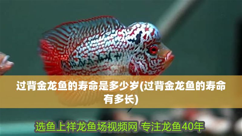 過背金龍魚的壽命是多少歲(過背金龍魚的壽命有多長) 過背金龍魚的壽命是多少歲(過背金龍魚的壽命有多長) 金龍魚百科 第1張