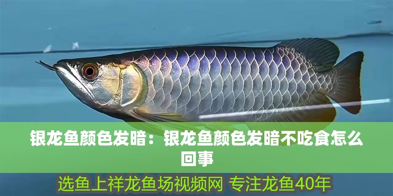 銀龍魚顏色發(fā)暗：銀龍魚顏色發(fā)暗不吃食怎么回事