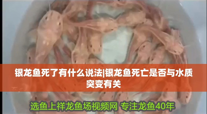 銀龍魚死了有什么說法|銀龍魚死亡是否與水質突變有關