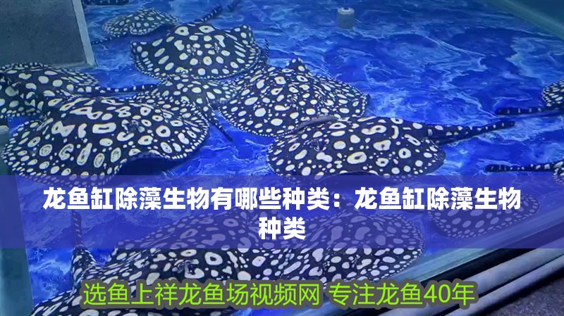 龍魚缸除藻生物有哪些種類：龍魚缸除藻生物種類