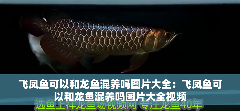 飛鳳魚可以和龍魚混養(yǎng)嗎圖片大全：飛鳳魚可以和龍魚混養(yǎng)嗎圖片大全視頻