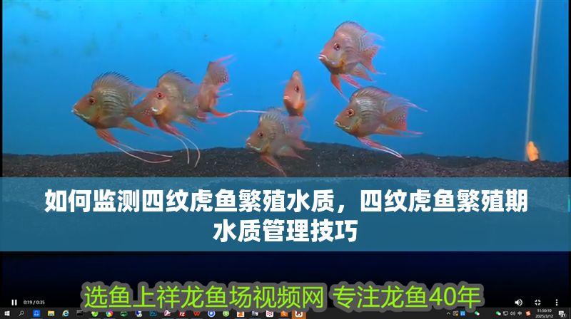 如何監測四紋虎魚繁殖水質，四紋虎魚繁殖期水質管理技巧