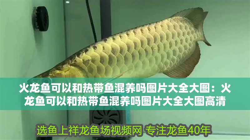 火龍魚可以和熱帶魚混養(yǎng)嗎圖片大全大圖：火龍魚可以和熱帶魚混養(yǎng)嗎圖片大全大圖高清