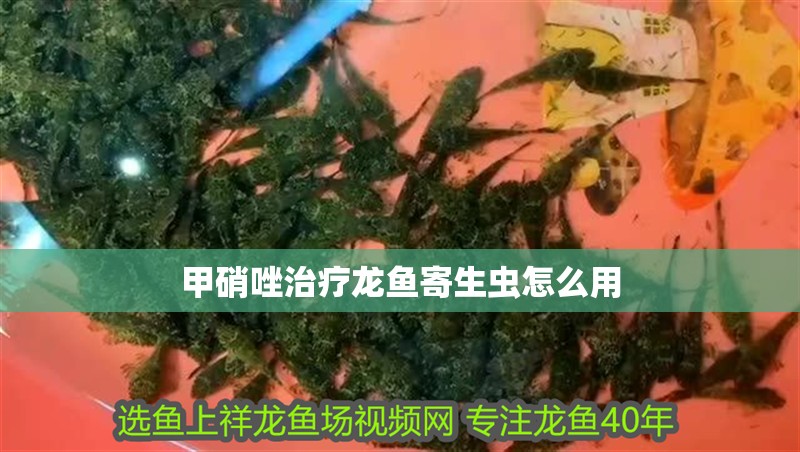 甲硝唑治療龍魚寄生蟲怎么用