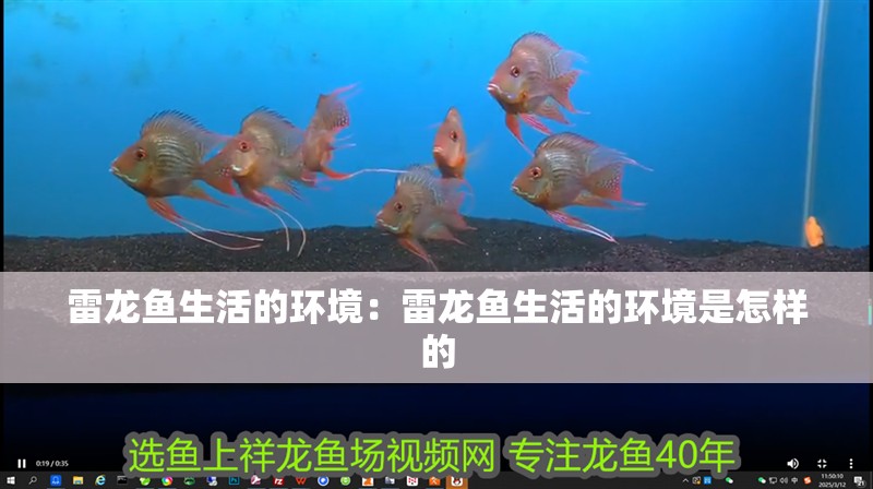 雷龍魚生活的環(huán)境：雷龍魚生活的環(huán)境是怎樣的