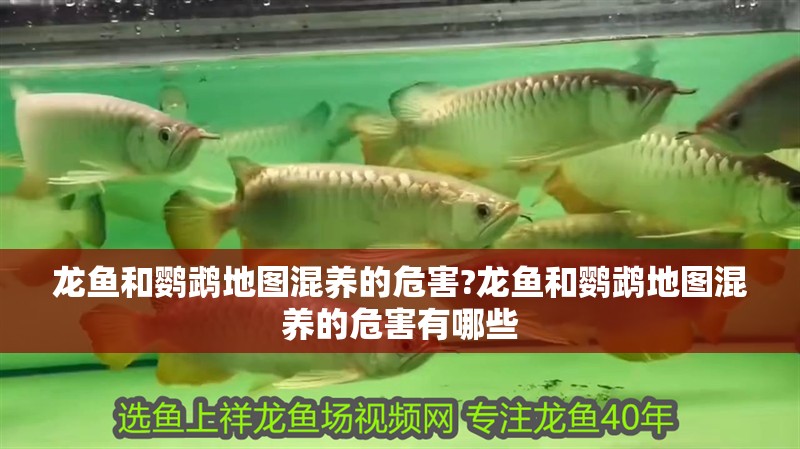 龍魚和鸚鵡地圖混養的危害?龍魚和鸚鵡地圖混養的危害有哪些