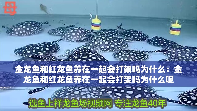 金龍魚和紅龍魚養在一起會打架嗎為什么：金龍魚和紅龍魚養在一起會打架嗎為什么呢