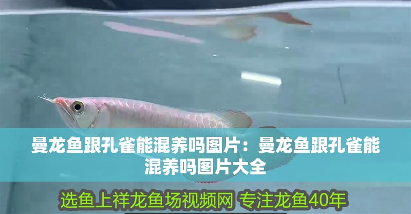 曼龍魚跟孔雀能混養(yǎng)嗎圖片：曼龍魚跟孔雀能混養(yǎng)嗎圖片大全