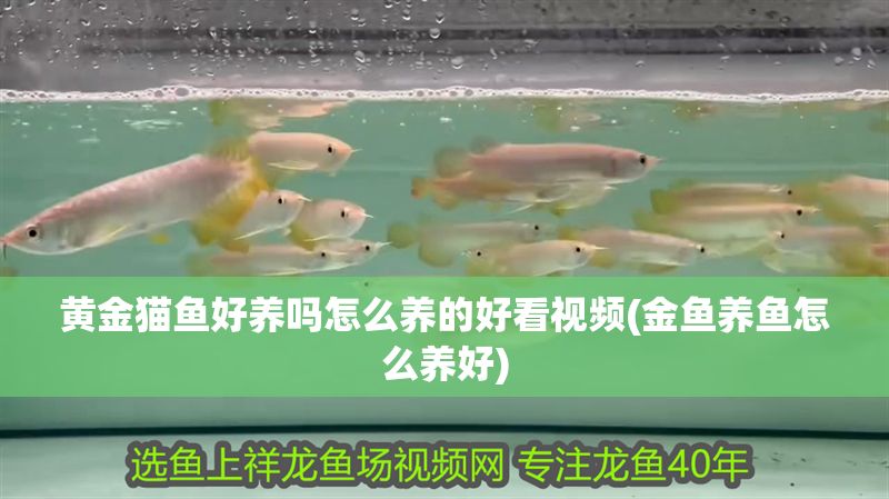 黃金貓魚好養(yǎng)嗎怎么養(yǎng)的好看視頻(金魚養(yǎng)魚怎么養(yǎng)好)