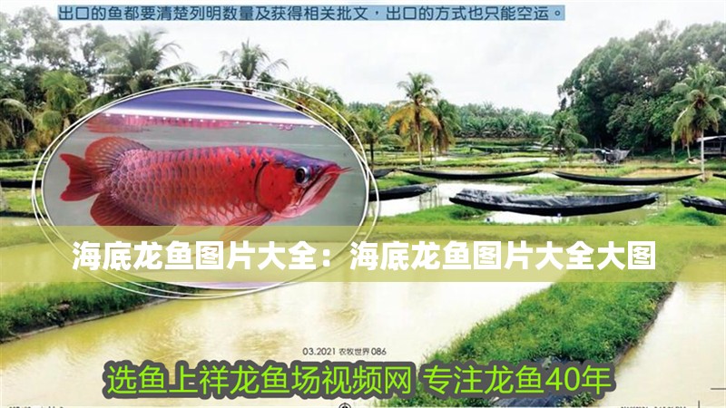 海底龍魚圖片大全：海底龍魚圖片大全大圖