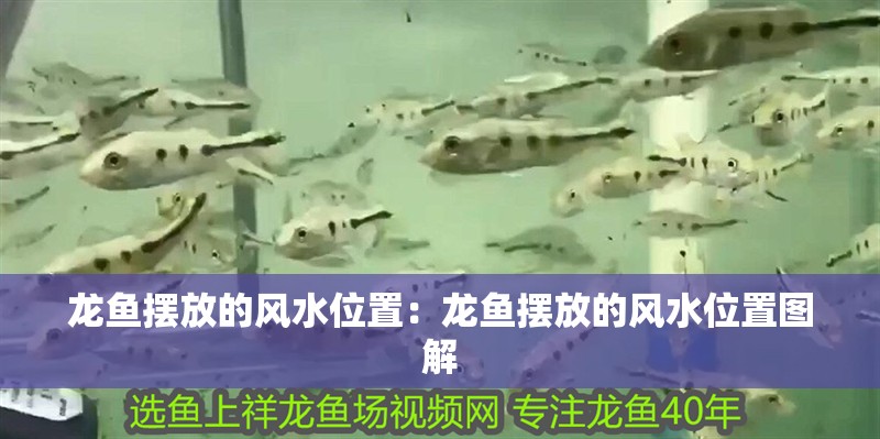 龍魚擺放的風水位置：龍魚擺放的風水位置圖解