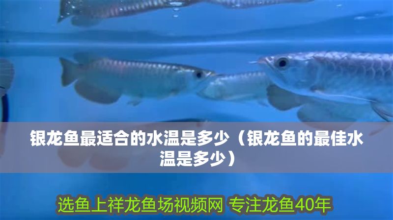 銀龍魚最適合的水溫是多少（銀龍魚的最佳水溫是多少）