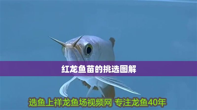 紅龍魚苗的挑選圖解