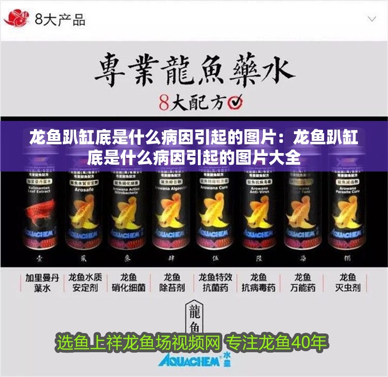 龍魚趴缸底是什么病因引起的圖片：龍魚趴缸底是什么病因引起的圖片大全