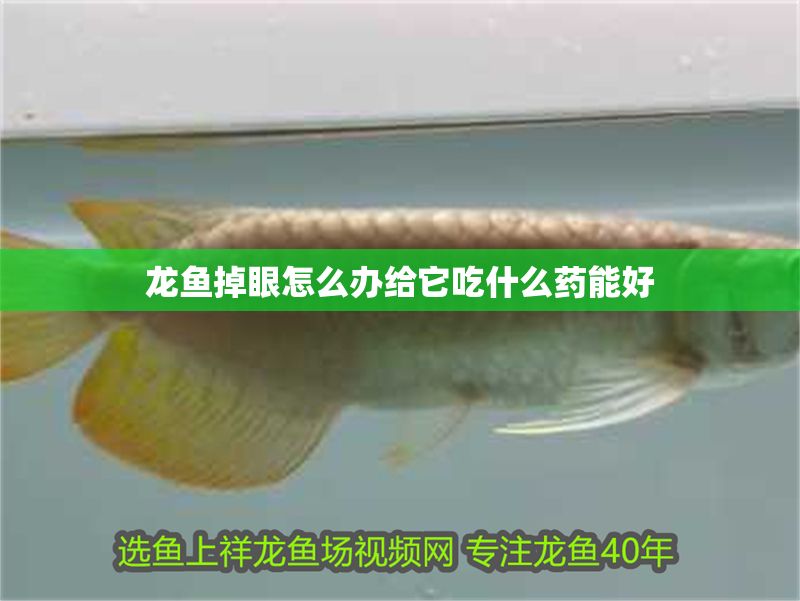 龍魚掉眼怎么辦給它吃什么藥能好