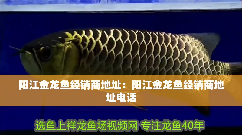陽江金龍魚經銷商地址：陽江金龍魚經銷商地址電話