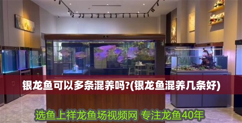 銀龍魚可以多條混養嗎?(銀龍魚混養幾條好)