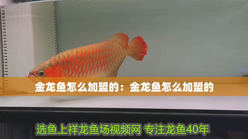 金龍魚(yú)怎么加盟的：金龍魚(yú)怎么加盟的