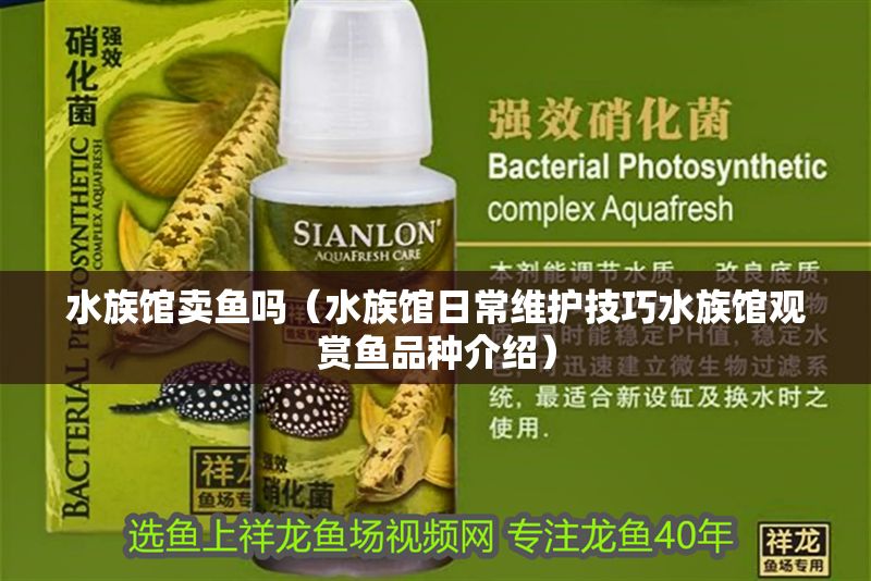 水族館賣魚嗎（水族館日常維護技巧水族館觀賞魚品種介紹） 水族館賣魚嗎（水族館日常維護技巧水族館觀賞魚品種介紹） 水族館百科（水族館加盟） 第1張