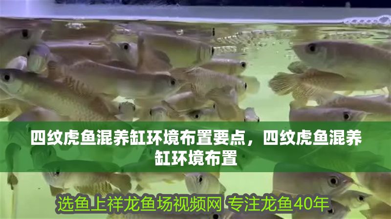 四紋虎魚混養缸環境布置要點，四紋虎魚混養缸環境布置