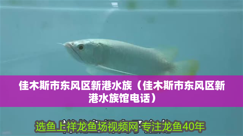 佳木斯市東風區新港水族（佳木斯市東風區新港水族館電話）