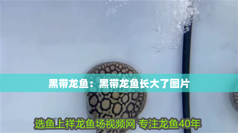 黑帶龍魚：黑帶龍魚長大了圖片