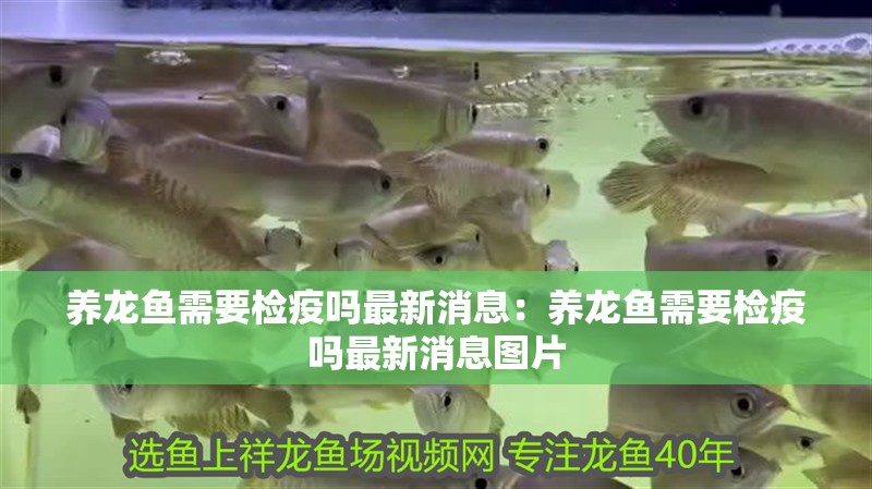 養龍魚需要檢疫嗎最新消息：養龍魚需要檢疫嗎最新消息圖片