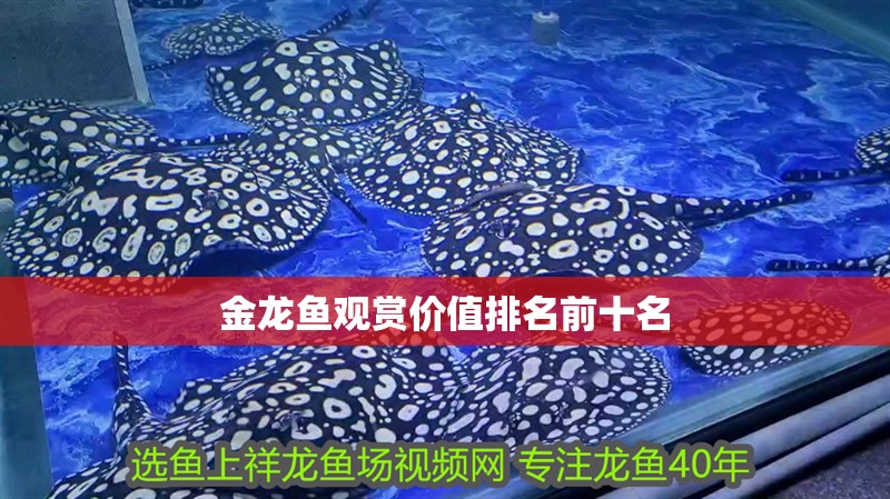 金龍魚觀賞價值排名前十名