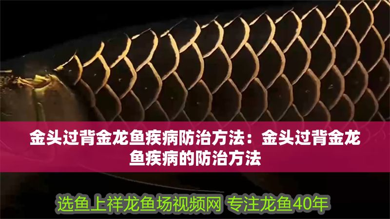 金頭過背金龍魚疾病防治方法：金頭過背金龍魚疾病的防治方法