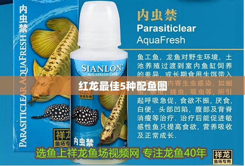 紅龍最佳5種配魚圖