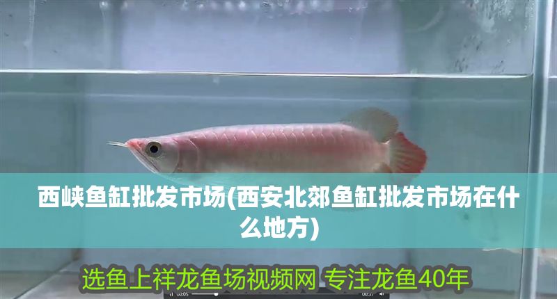 西峽魚缸批發(fā)市場(西安北郊魚缸批發(fā)市場在什么地方)