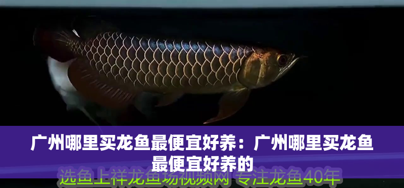 廣州哪里買龍魚最便宜好養：廣州哪里買龍魚最便宜好養的