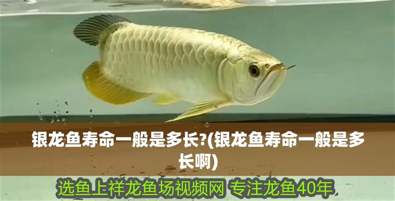 銀龍魚(yú)壽命一般是多長(zhǎng)?(銀龍魚(yú)壽命一般是多長(zhǎng)啊) 銀龍魚(yú)壽命一般是多長(zhǎng)?(銀龍魚(yú)壽命一般是多長(zhǎng)啊) 銀龍魚(yú)百科 第1張