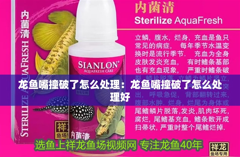 龍魚嘴撞破了怎么處理：龍魚嘴撞破了怎么處理好