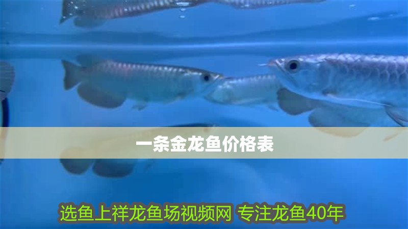 一條金龍魚價格表